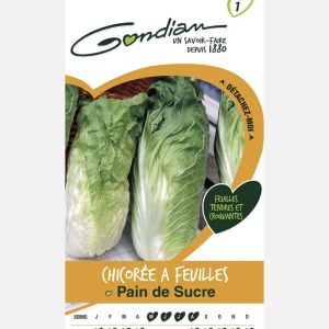 CHICOREE PAIN DE SUCRE – Article disponible sur demande – Nous consulter 04.28.70.36.84