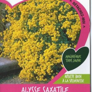 ALYSSE SAXATILE – CORBEILLE D’OR – Article disponible sur demande – Nous consulter 04.28.70.36.84