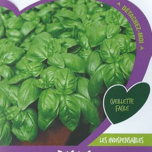 BASILIC GRAND VERT – Article disponible sur demande – Nous consulter 04.28.70.36.84