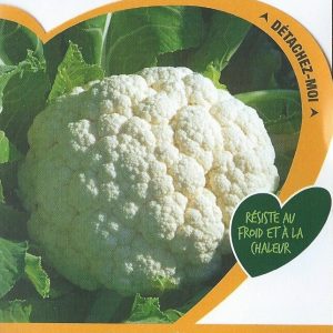 CHOU FLEUR DES QUATRE SAISONS – Article disponible sur demande – Nous consulter 04.28.70.36.84